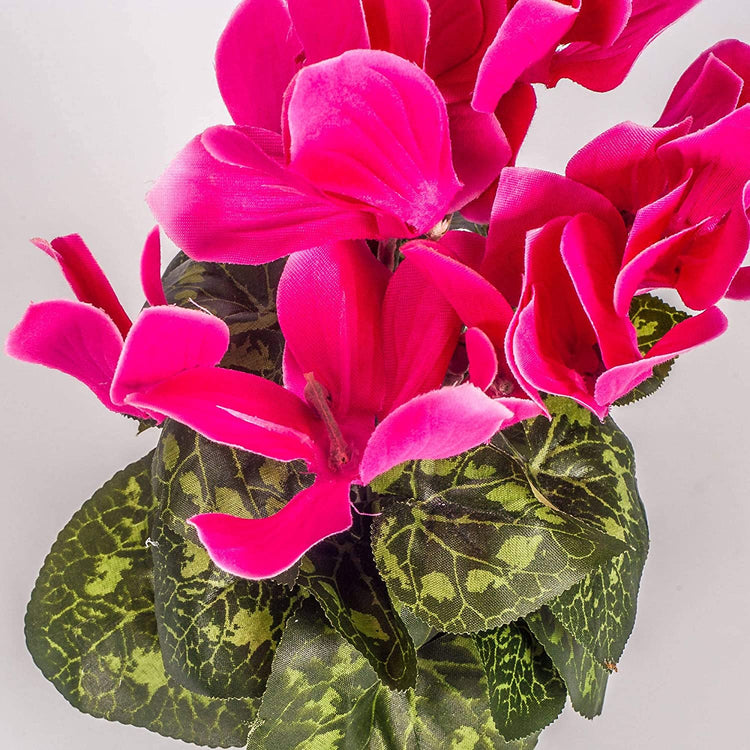 Cyclamen