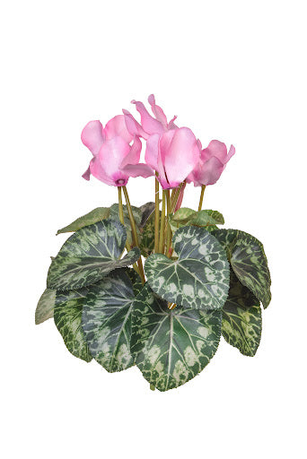 Cyclamen