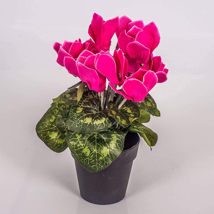 Cyclamen