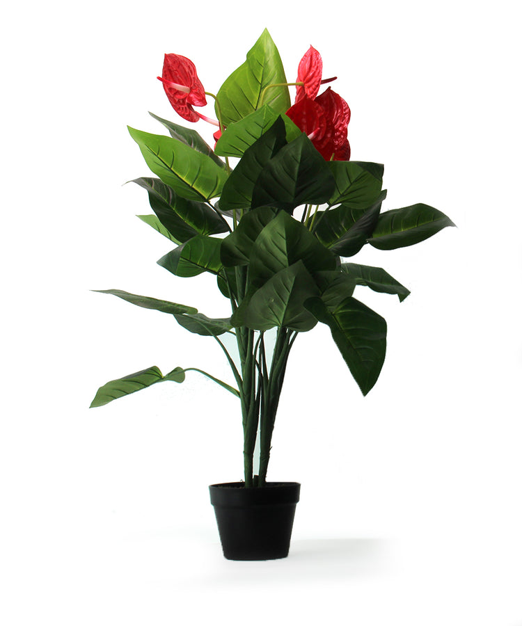 Anthurium