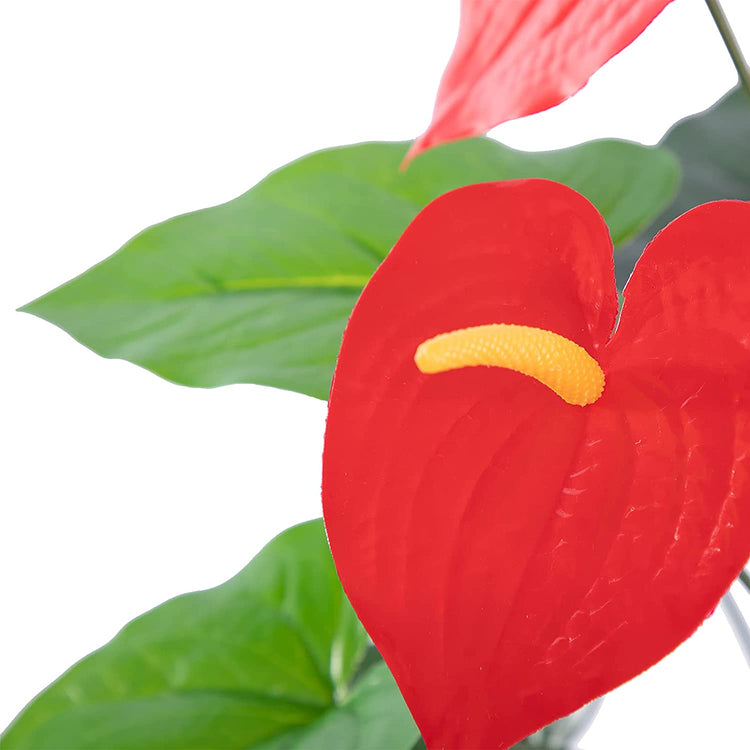 Anthurium