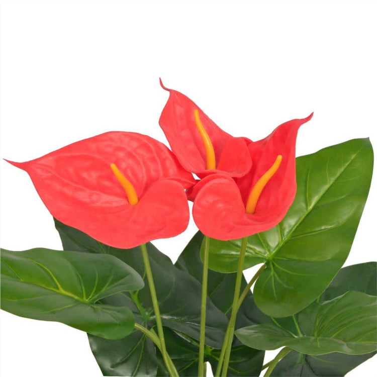 Anthurium