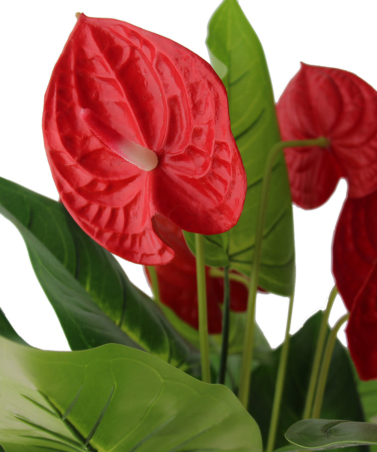 Anthurium