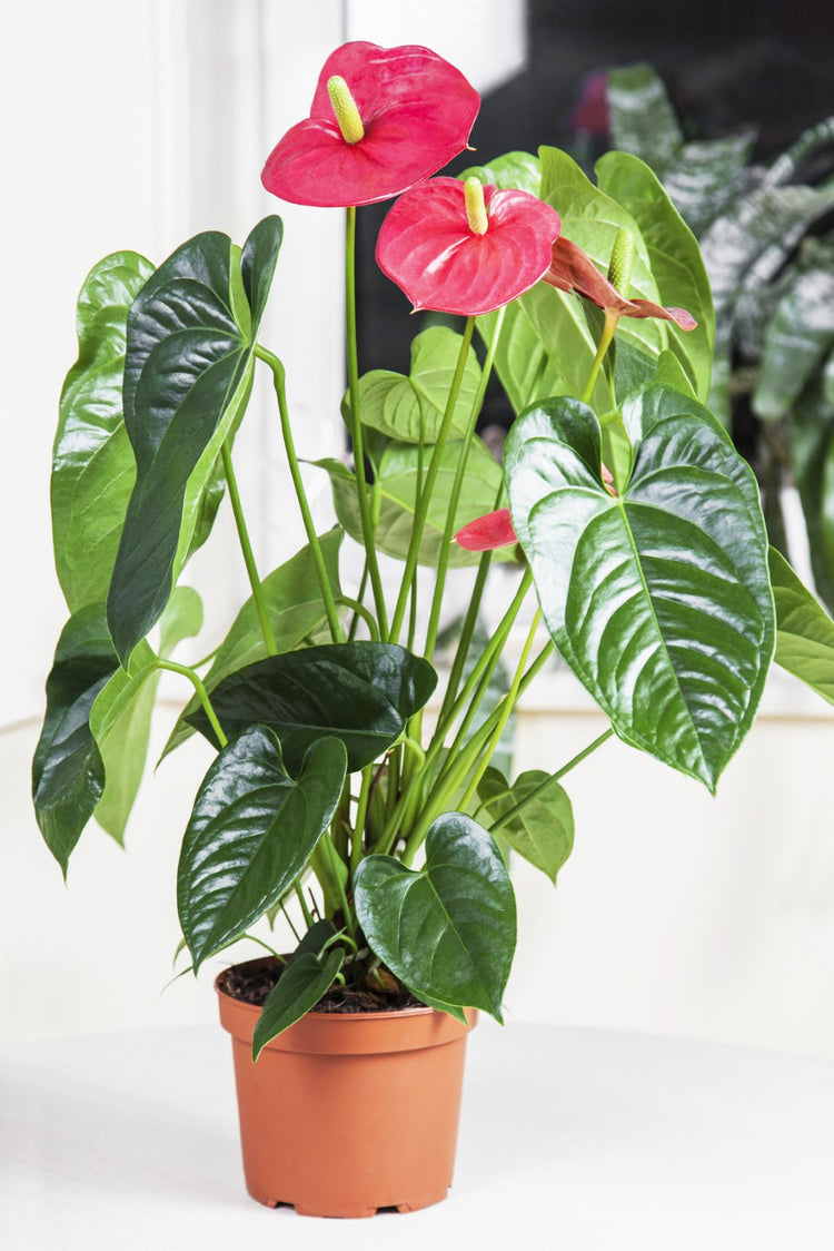 Anthurium