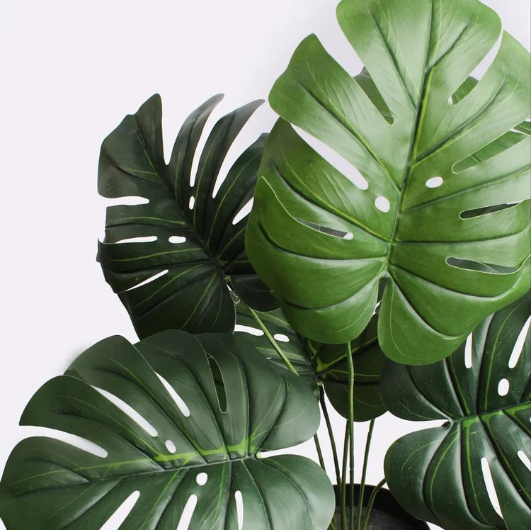 Monstera