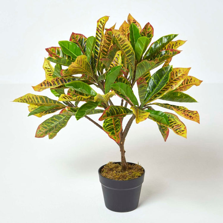 Green Croton