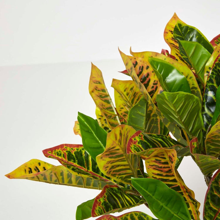 Green Croton