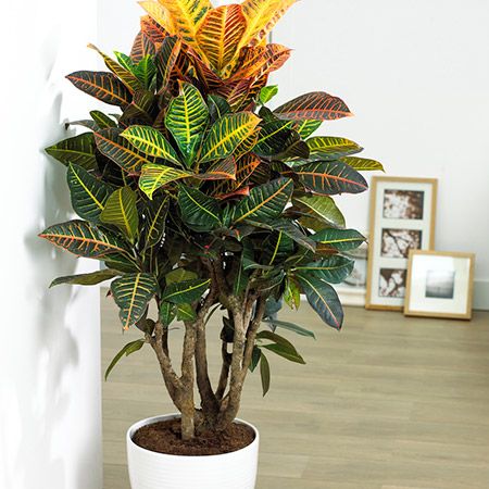 Green Croton